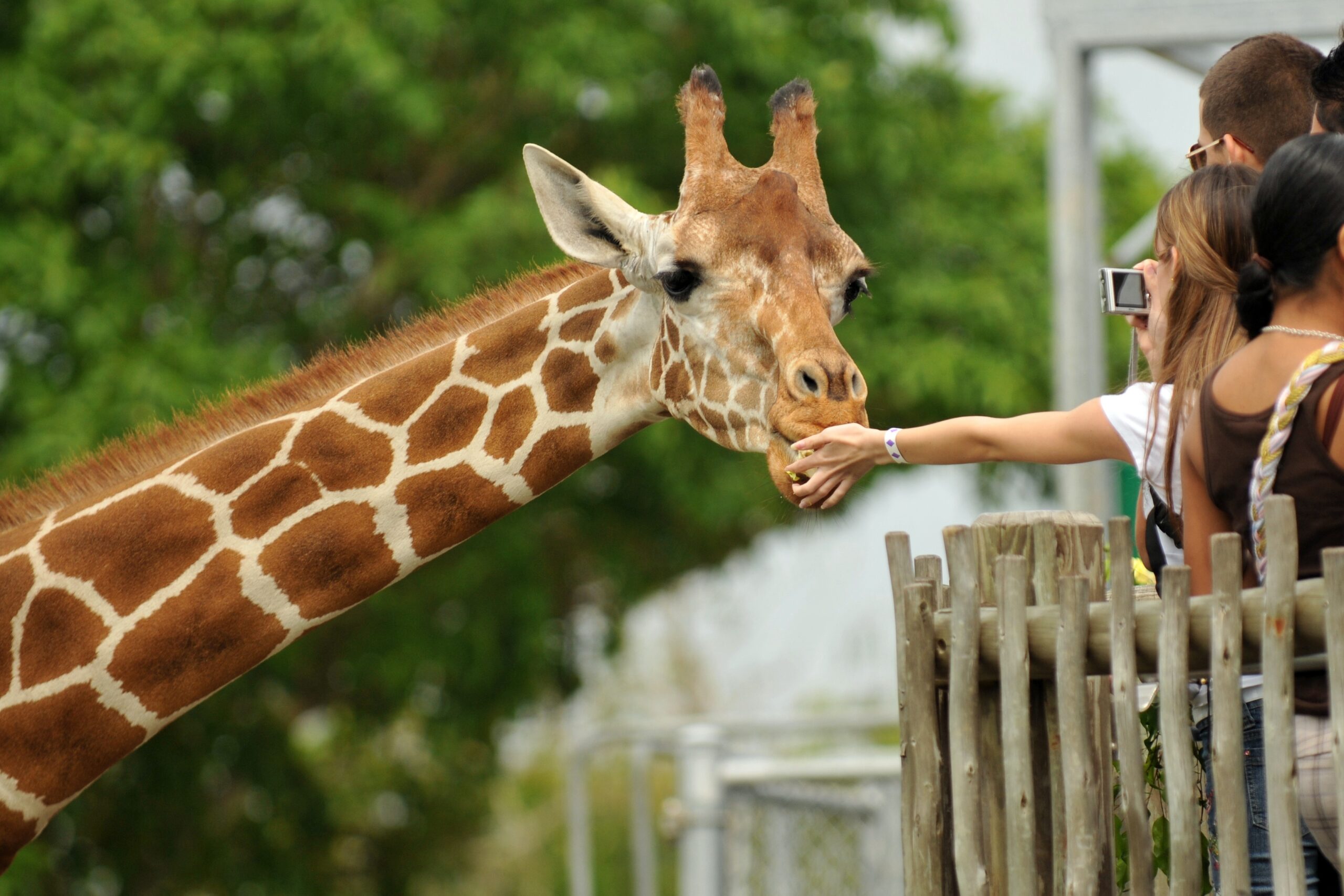 girl feeding a Giraffe
