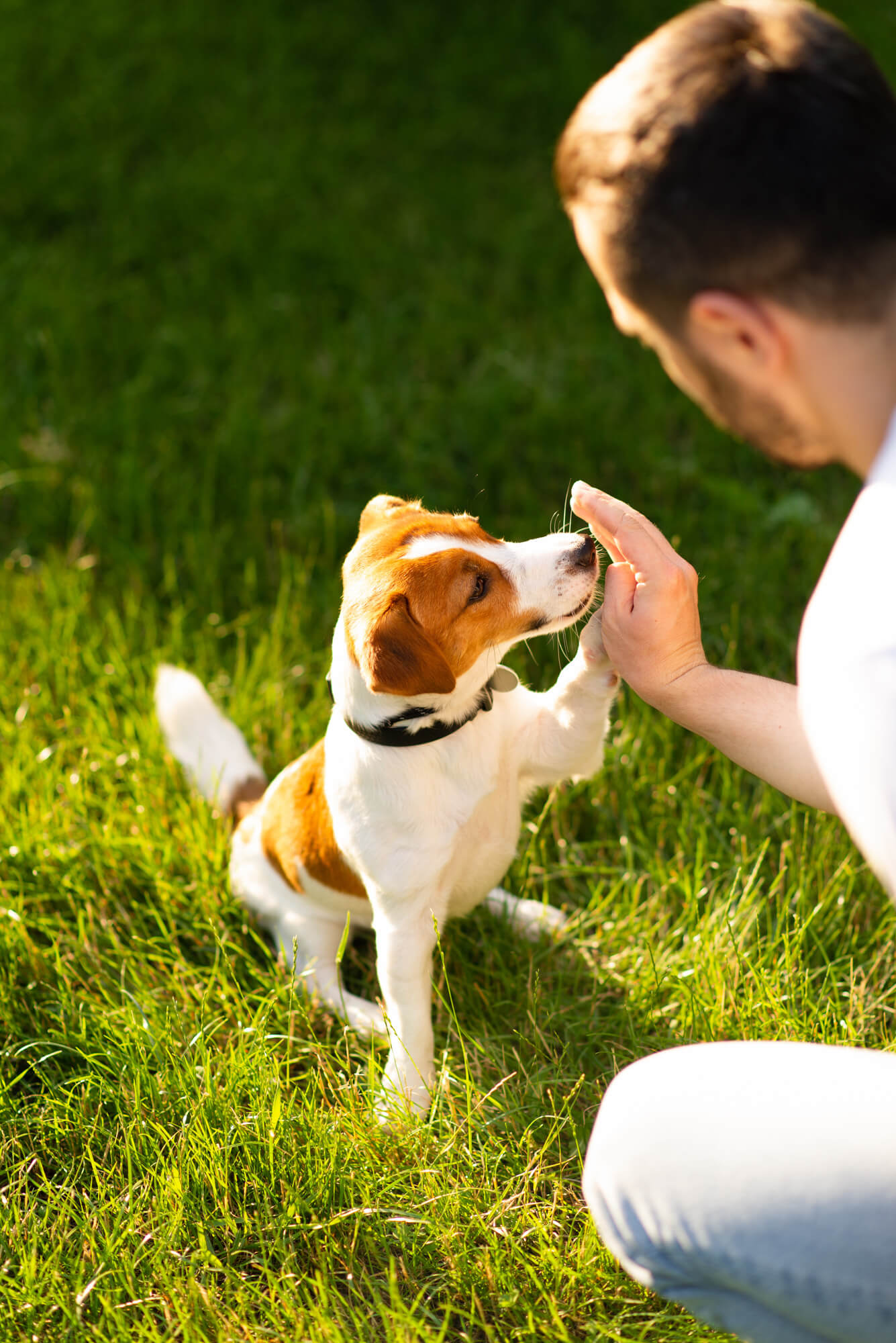Man high-fives small dog in a patch of grass