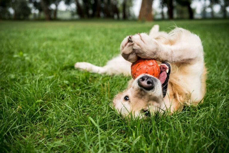 pet-friendly-madison-wi